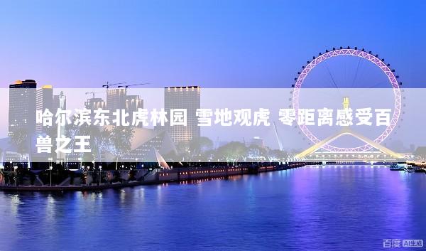 哈尔滨东北虎林园 雪地观虎 零距离感受百兽之王