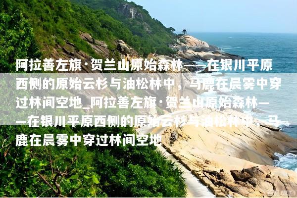 阿拉善左旗·贺兰山原始森林——在银川平原西侧的原始云杉与油松林中，马鹿在晨雾中穿过林间空地_阿拉善左旗·贺兰山原始森林——在银川平原西侧的原始云杉与油松林中，马鹿在晨雾中穿过林间空地