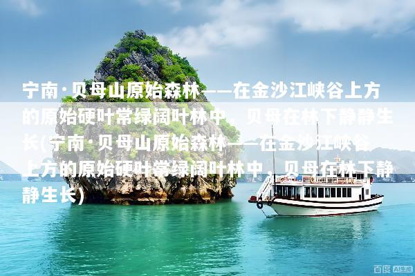 宁南·贝母山原始森林——在金沙江峡谷上方的原始硬叶常绿阔叶林中，贝母在林下静静生长(宁南·贝母山原始森林——在金沙江峡谷上方的原始硬叶常绿阔叶林中，贝母在林下静静生长)