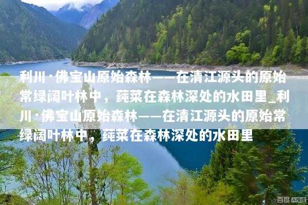 利川·佛宝山原始森林——在清江源头的原始常绿阔叶林中，莼菜在森林深处的水田里_利川·佛宝山原始森林——在清江源头的原始常绿阔叶林中，莼菜在森林深处的水田里