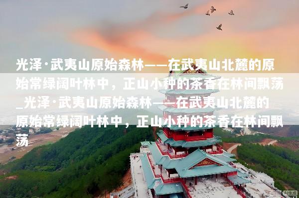 光泽·武夷山原始森林——在武夷山北麓的原始常绿阔叶林中，正山小种的茶香在林间飘荡_光泽·武夷山原始森林——在武夷山北麓的原始常绿阔叶林中，正山小种的茶香在林间飘荡