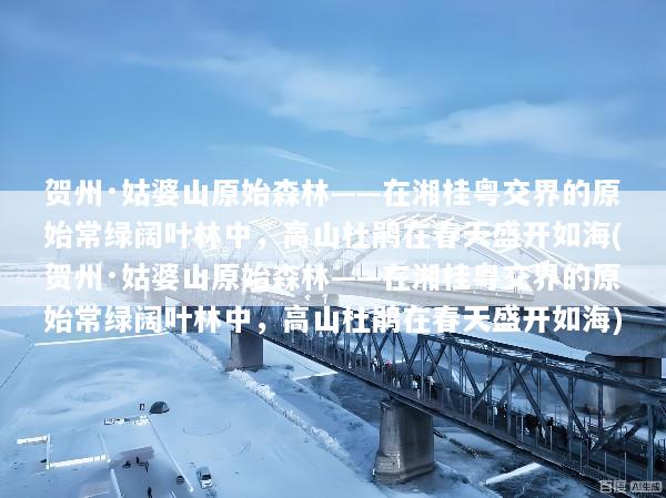 贺州·姑婆山原始森林——在湘桂粤交界的原始常绿阔叶林中，高山杜鹃在春天盛开如海(贺州·姑婆山原始森林——在湘桂粤交界的原始常绿阔叶林中，高山杜鹃在春天盛开如海)
