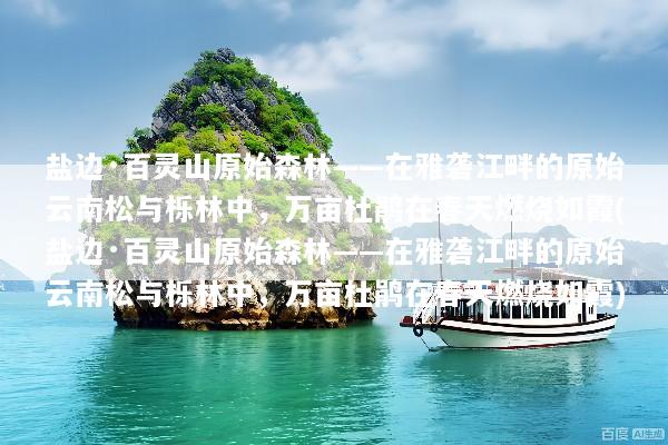 盐边·百灵山原始森林——在雅砻江畔的原始云南松与栎林中，万亩杜鹃在春天燃烧如霞(盐边·百灵山原始森林——在雅砻江畔的原始云南松与栎林中，万亩杜鹃在春天燃烧如霞)